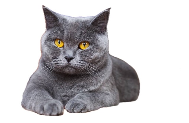 brity image of cat