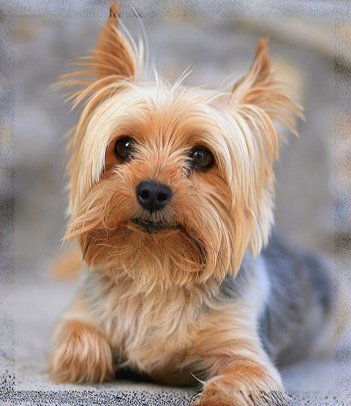 image of yorkie dog